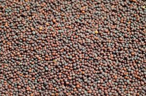 Many Health Benefits for Mustard Seeds