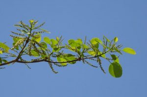 Natural and Herbal Remedies for Diabetes