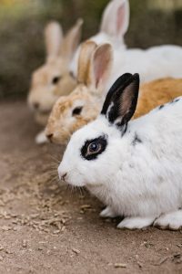 No to import of animal-tested cosmetics