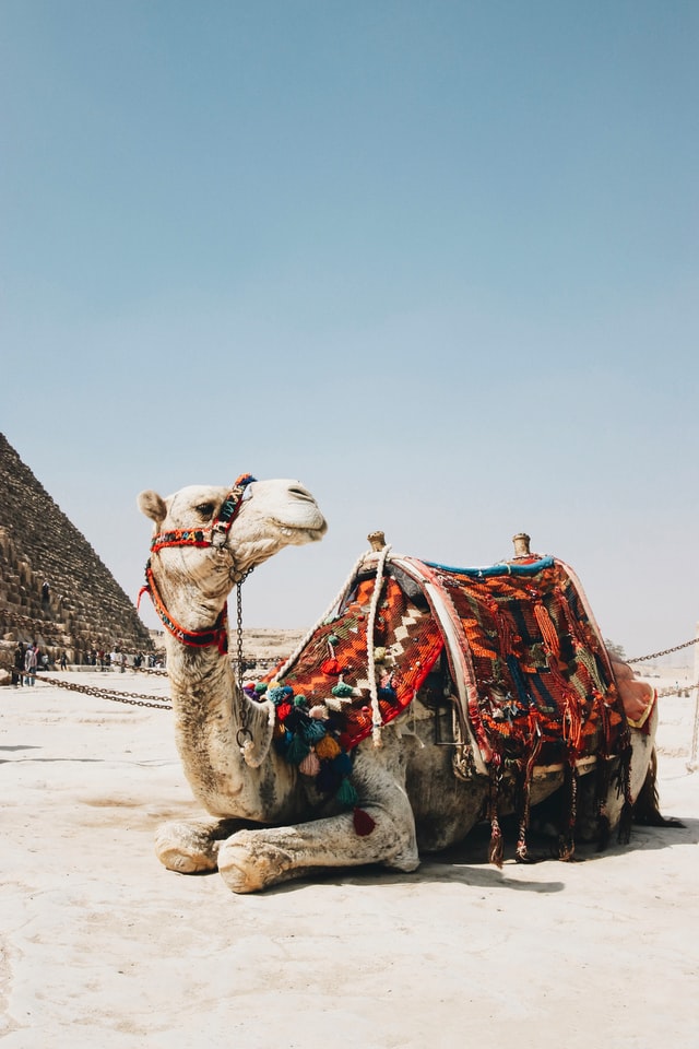 Pushkar Camel Fair