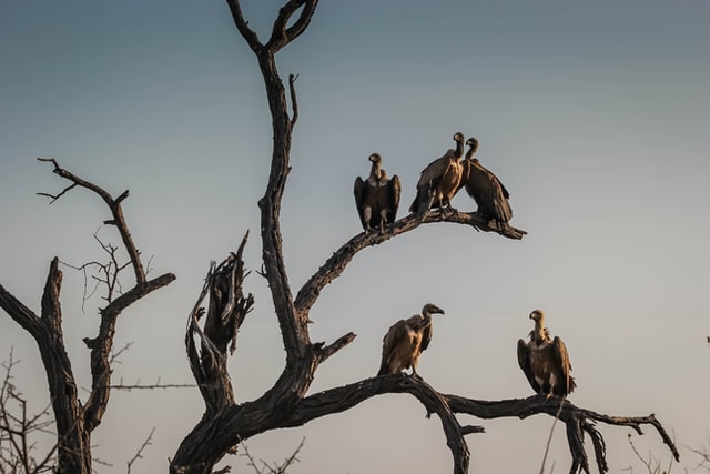 Vultures Venture Back