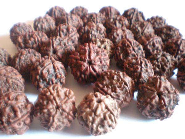 Power of Rudraksha to heal your Body and Mind