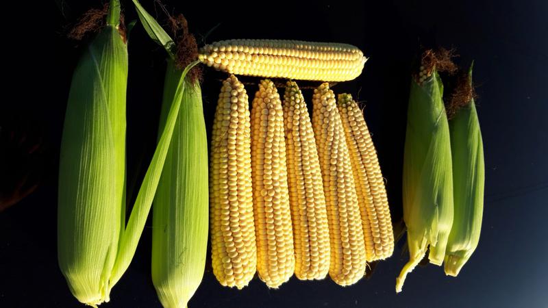 Several Benefits of Sweet Corn