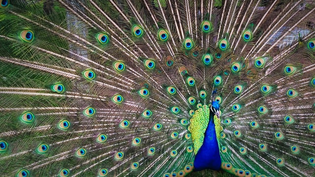 peacock feather