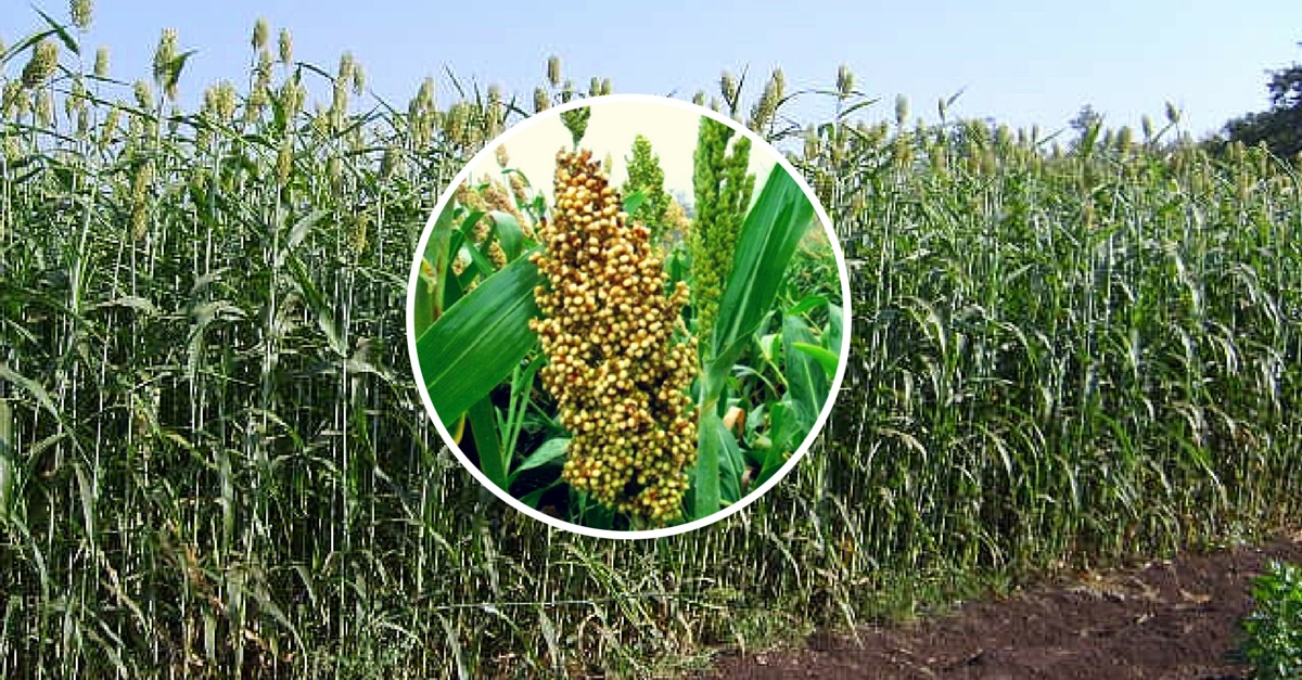 Sweet Sorghum