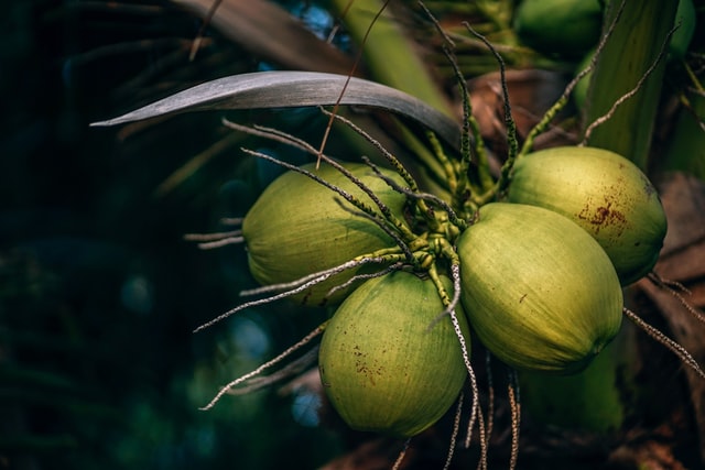 Coconut and Kerala