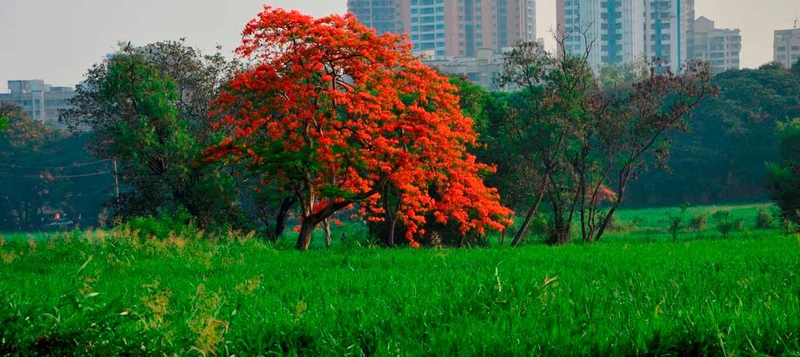 A Rakhi to save Greenery