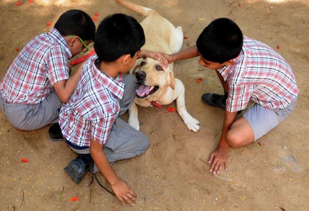 A dog that helps autistic children