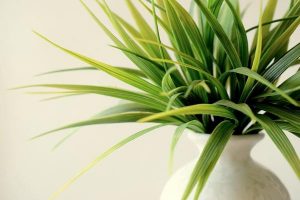 Tips to grow indoor plants