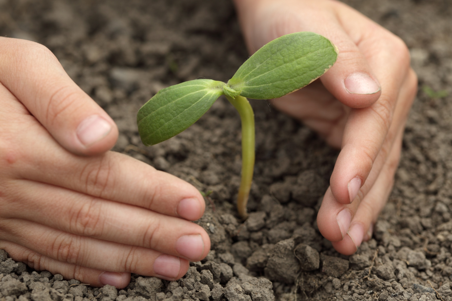 Planting saplings with pocket money