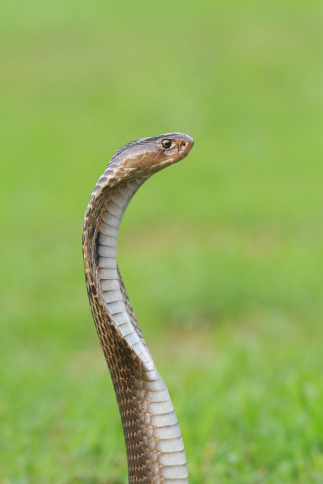 Significance of Nag Panchami