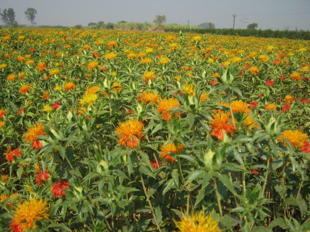 Hybrid Safflower revolutionizes Farmers income