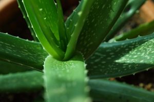 Uses of Aloe Vera for your skin