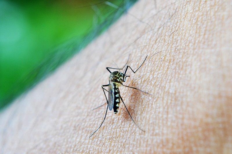 Symptoms to identify dengue