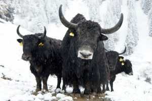 An adventurous expedition to save yaks