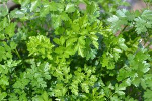 Health benefits of Parsley you might have not known