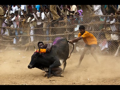 Centre allows Jallikattu back