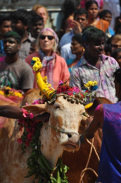 Petitions challenging ban lift on Jallikattu to be considered by SC