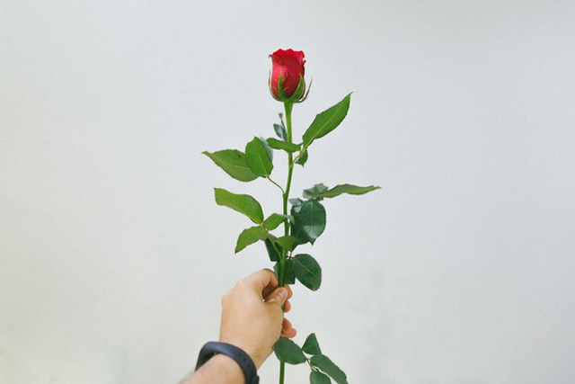 Train travelers to be welcomed with roses