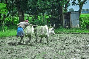 New insurance to cover 50 percent of farmers