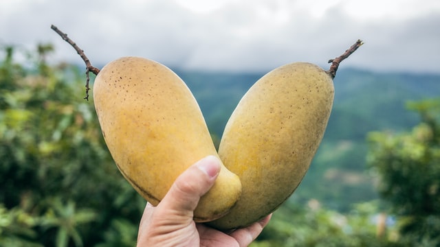 Top mango varieties of India