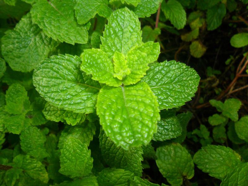 Health Benefits of Mint water