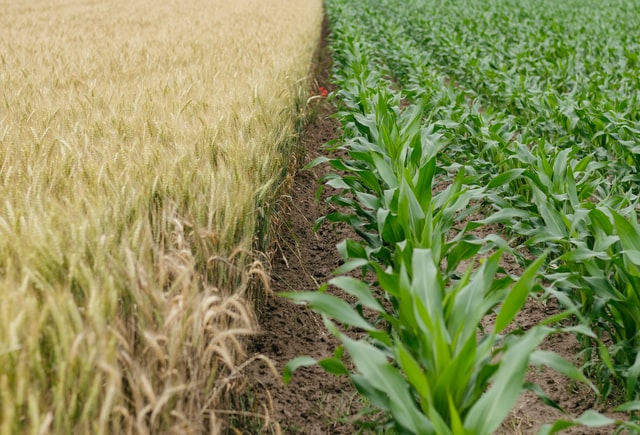 Nanoparticle Fertiliser created by Indian origin scientists