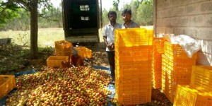 Ninjacart – bringing farmers’ produce to shops directly