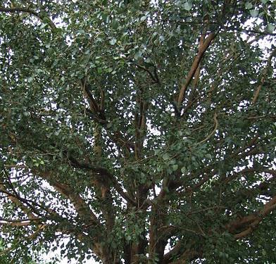 Health benefits of Peepal Tree