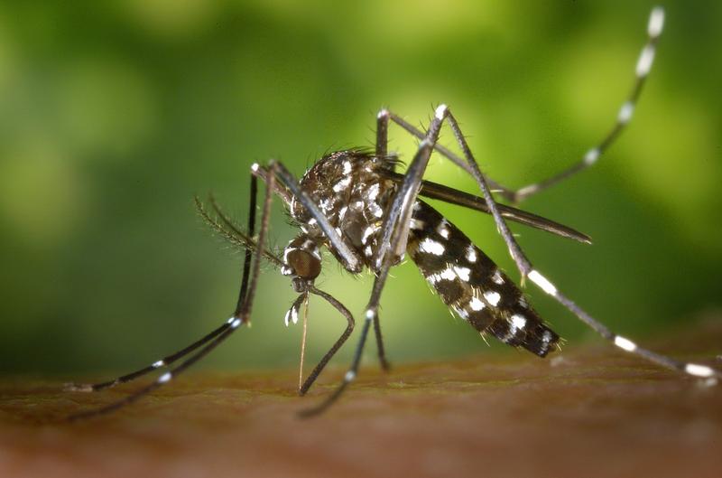 Chikungunya cases increase to 560 in Delhi