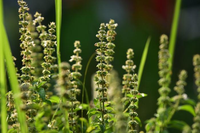 Health benefits of Basil seeds