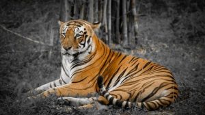 India’s second oldest tiger passed away