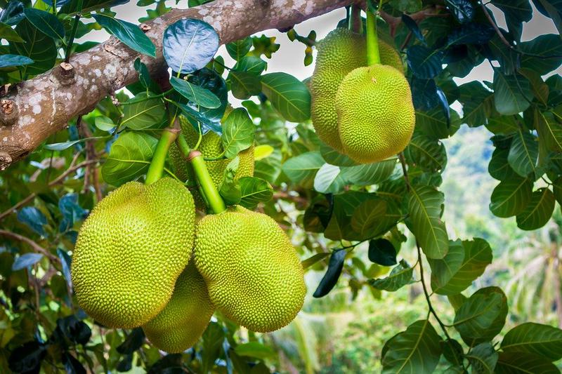 Health benefits of Jackfruit