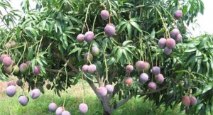 Order mango trees from WhatsApp