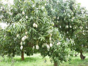 Order mango trees from WhatsApp