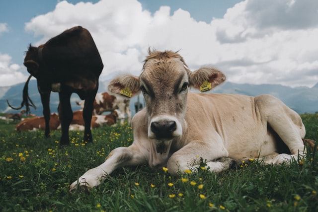 Soon, cows get Aadhar like IDs