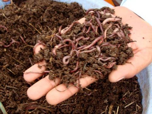 jeevamrutham-organic-manure-for-chemical-free-crops-fusion-werindia