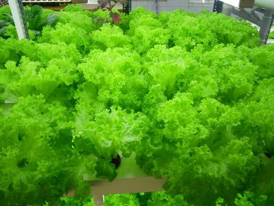 Letcetra Agritech – A high-tech hydroponic farm
