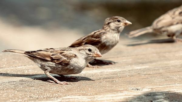 Sparrows dying out due to humans?