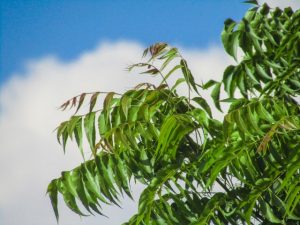 Cancer cure from neem?