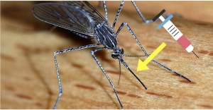 Painless Injections using mosquitoes