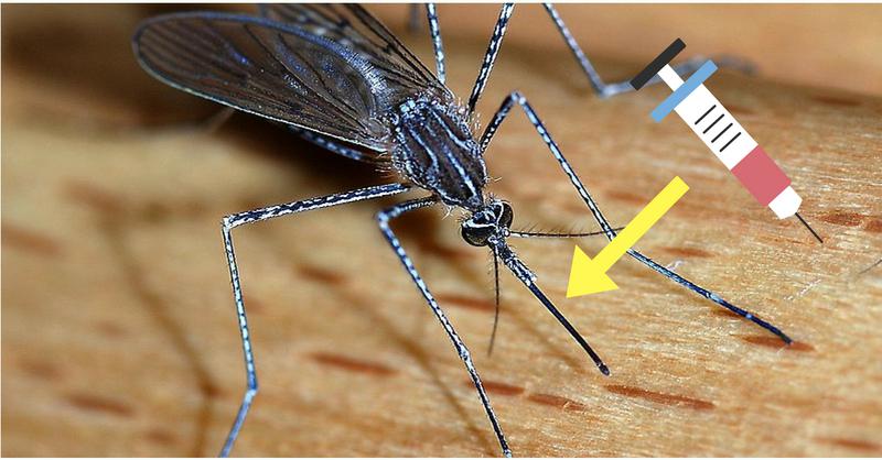 Painless Injections using mosquitoes