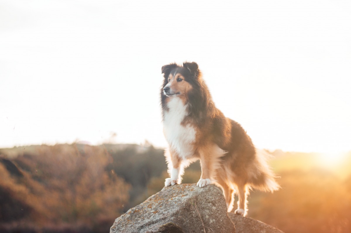 Heroic Dog saves family from landslide