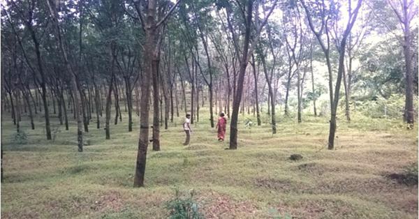 Scientists develop dual purpose rubber trees