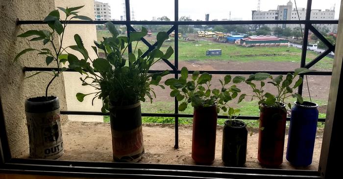 Veggies grow in PET bottles