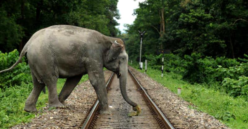 IIT Delhi helps reduce elephant train accidents