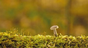 Fungi helps plants grow in low-water