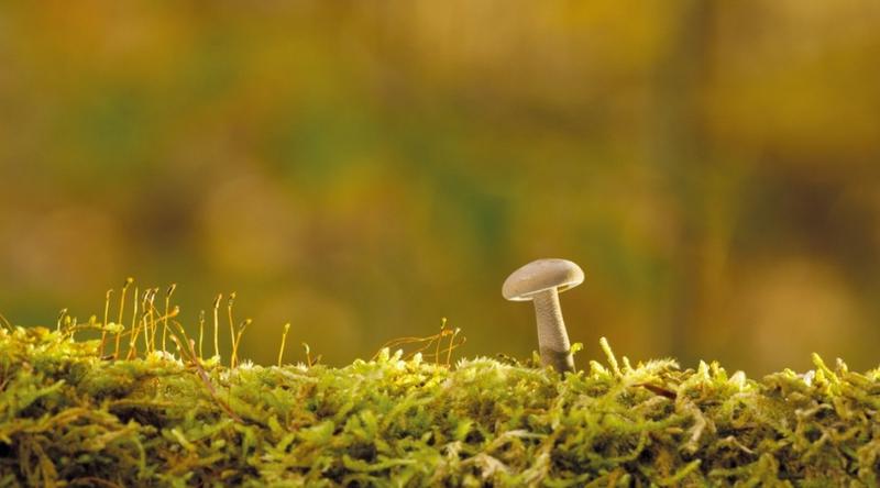 Fungi helps plants grow in low-water