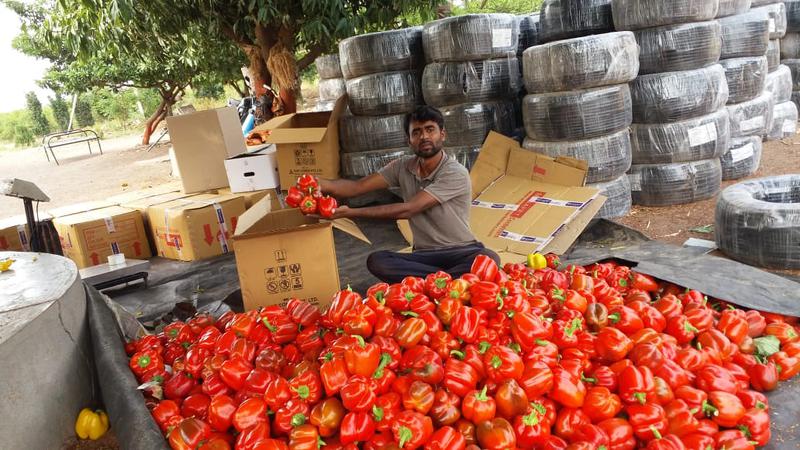 Man earns ₹13 lakh by growing capsicum