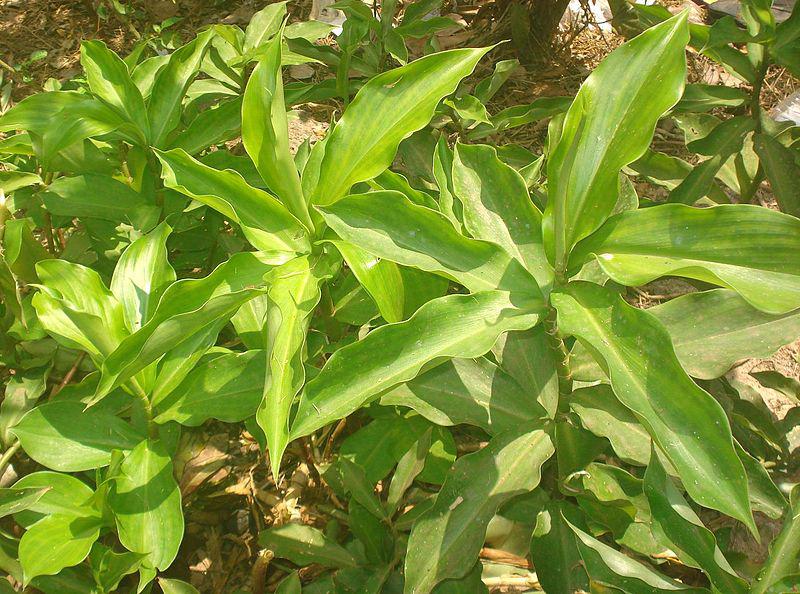 Health Benefits of Insulin Plant